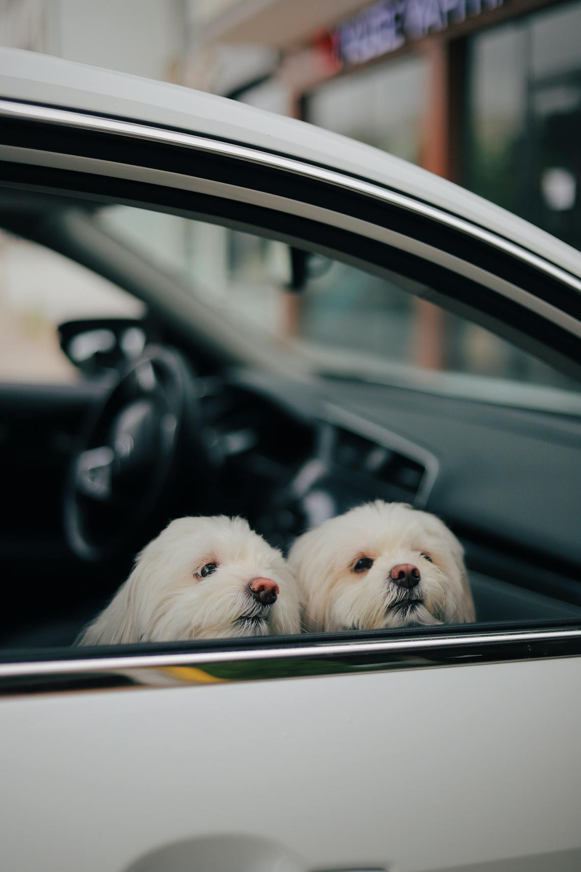 Two fluffy white dogs peeking out of a car window, capturing a cute moment.
