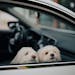 Two fluffy white dogs peeking out of a car window, capturing a cute moment.